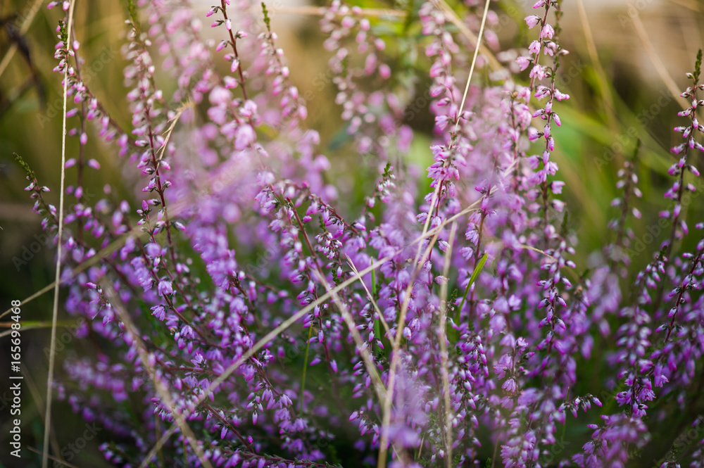 Fototapeta premium Wild lavender fields mscro