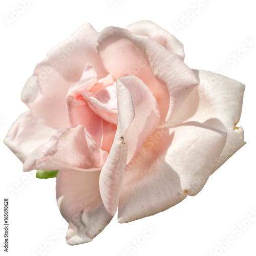 light pink rose isolated on white background