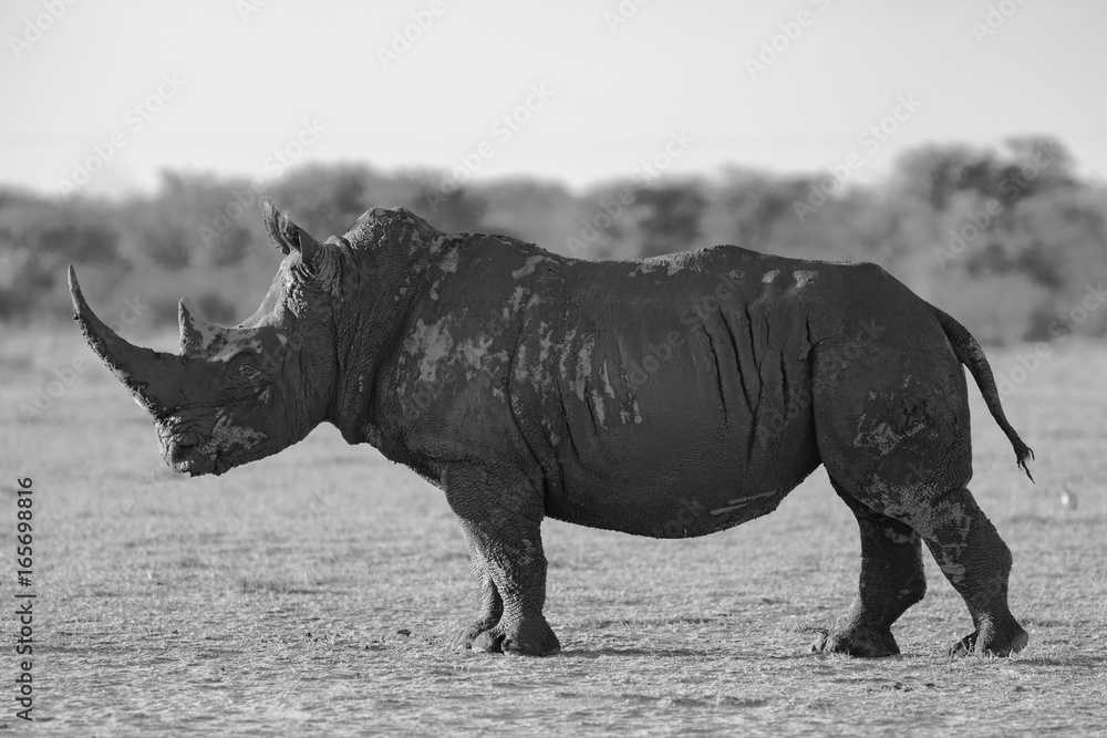 Fototapeta premium Endanger and rare Rhinoceros in the African bush 