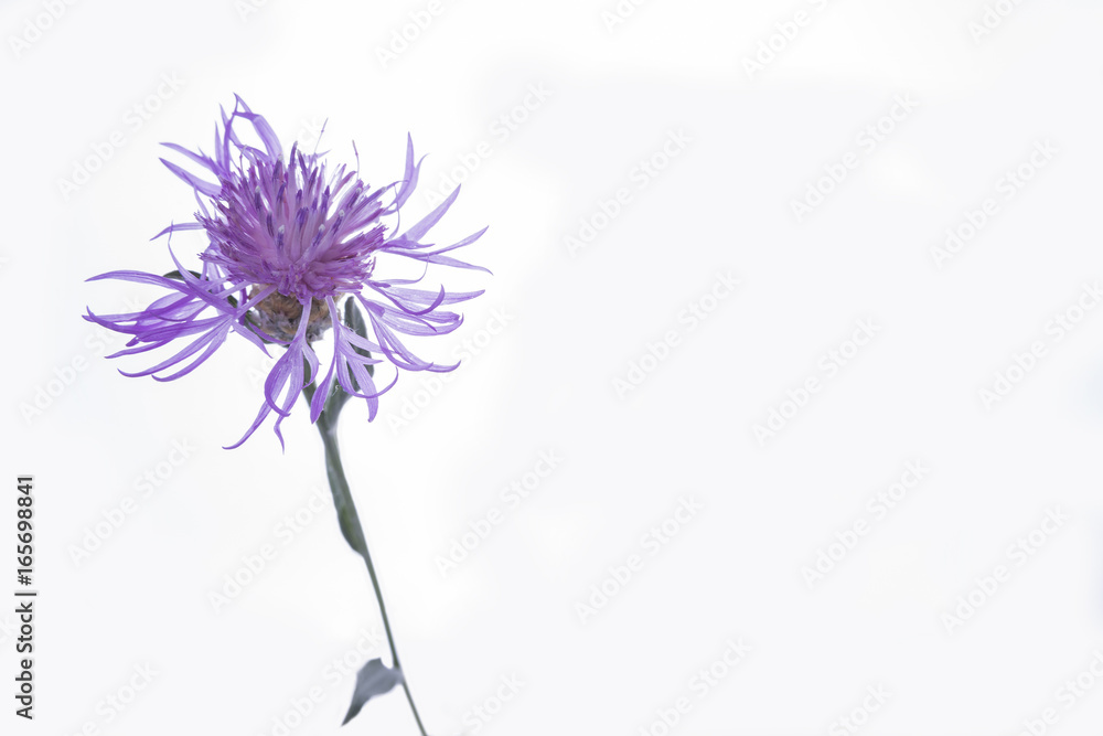 Violet blossom meadow flower