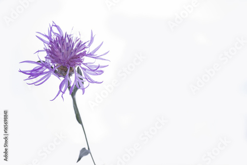 Violet blossom meadow flower