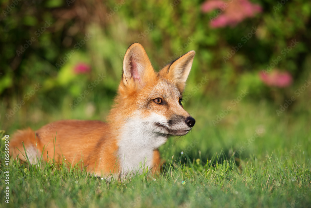beautiful fox lying in grass