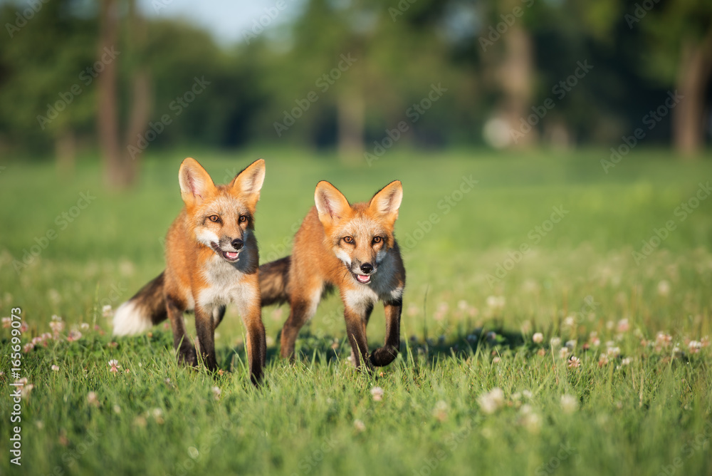 two young foxes walking on a field in summer two young foxes walking on a field in summer