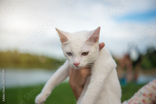 The Portrait Of White Colour Thai Cat. 2 color eye cat