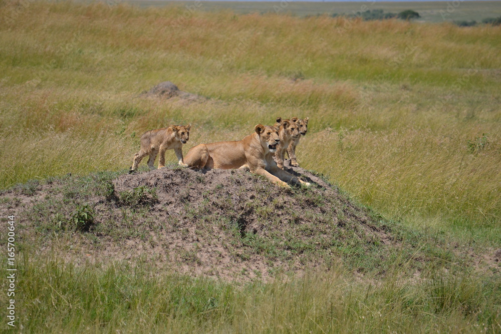 Lioness playing in Kenya Lioness playing in Kenya