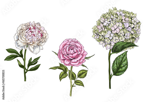 Set with peony  rose and phlox flowers  leaves and stems isolated on white background. Botanical vector illustration