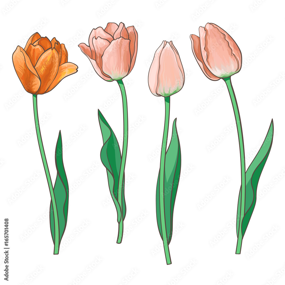 Bộ hoa tulip đỏ và cam là sản phẩm thú vị và đầy màu sắc. Với những cánh hoa đầy sức sống và màu sắc tự nhiên đẹp, bộ hoa này chắc chắn sẽ làm cho bạn muốn khám phá thêm về thế giới hoa và tình yêu của chúng.
