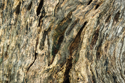 Hardwood background of stump texture in nature