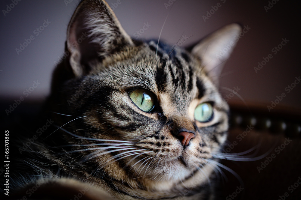 American Shorthair