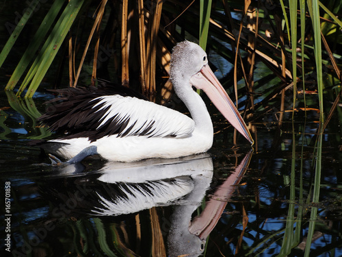 Australian Pelican, Pelecanus conspicillatus photo