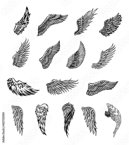 Wings graphic illustration
