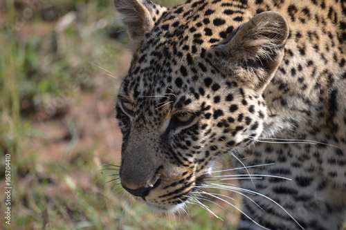 Leopard closeup in Kenya  Africa