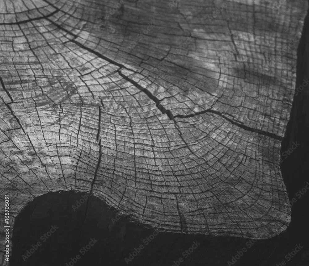 Deep cracks of tree for abstract background.