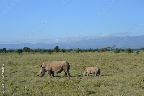 Rhino and baby in Lake Nakuru, Kenya