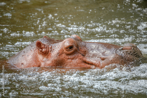 Hippopotamus Relaxing In Water Of Open Zoo, Thailand.