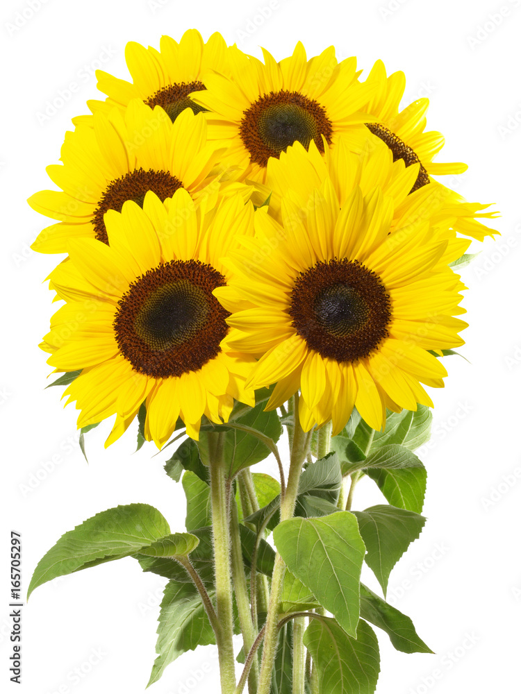 Fototapeta premium Sonnenblumen