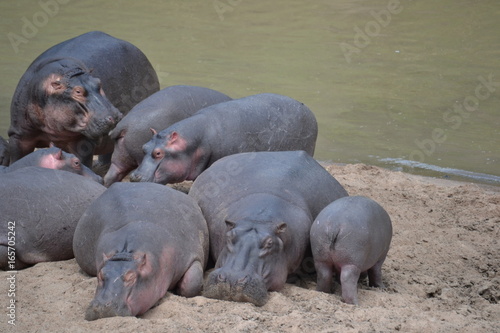 Herd of hippo in Maasai Mara