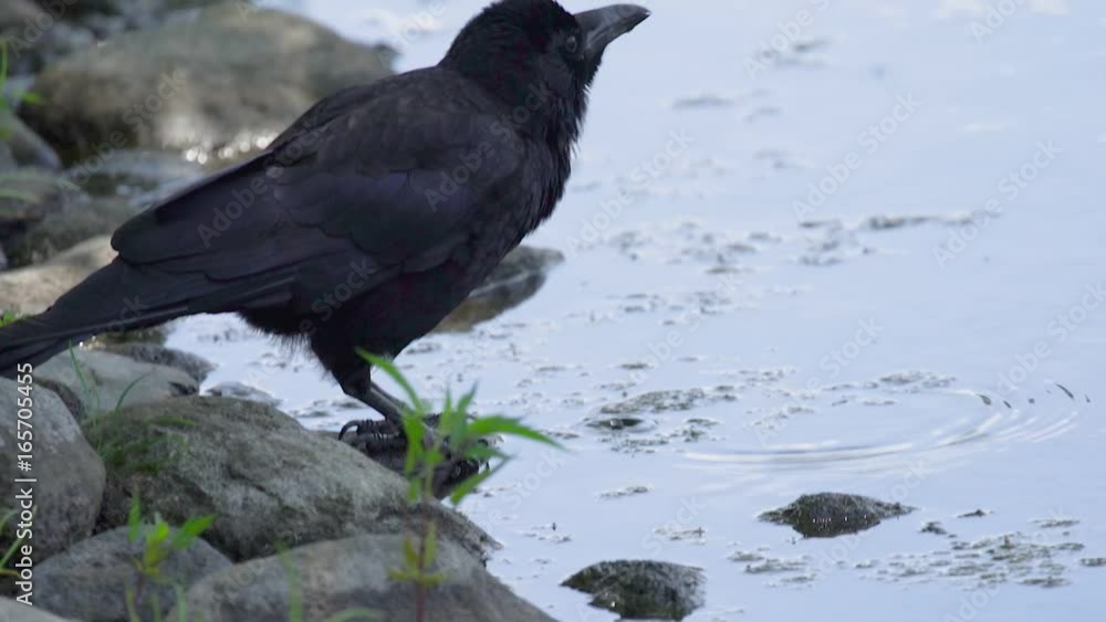 カラスが水を飲む瞬間
The moment the crow drinks water カラスが水を飲む瞬間
The moment the crow drinks water