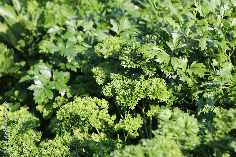 Fresh parsley in the garden 4 Fresh parsley in the garden 4