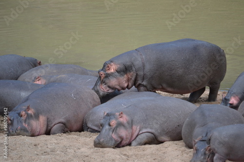 Herd of hippo in Maasai Mara