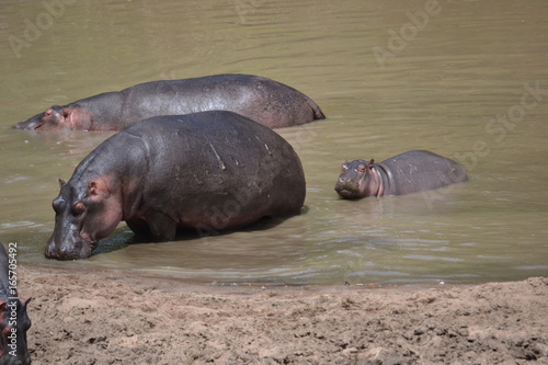 baby hippo with herd in Maasai Mara