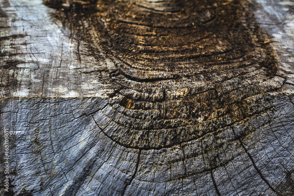 Fototapeta premium Deep cracks of tree for abstract background.