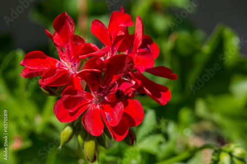 Fototapeta Naklejka Na Ścianę i Meble -  Red garden geranium flowers