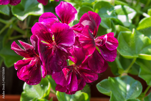 Fototapeta Naklejka Na Ścianę i Meble -  Purple garden geranium flowers