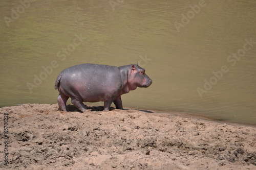 baby hippo in Maasai Mara