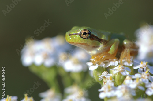 Young tree frog (Hyla arborea) is sitting on flower
