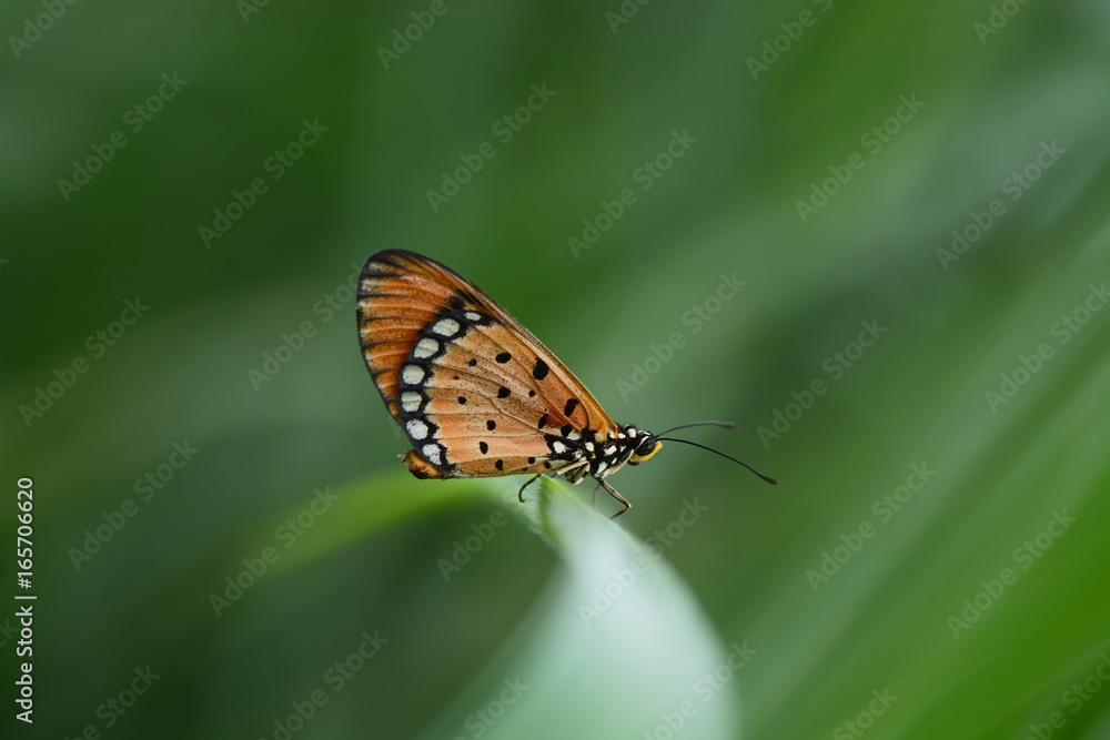 butterfly on Twigs (Common tiger butterfly) butterfly on Twigs (Common tiger butterfly)