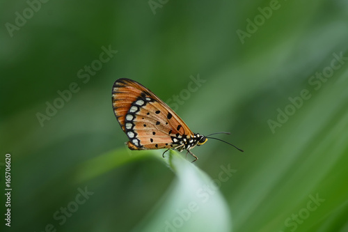 butterfly on Twigs (Common tiger butterfly)