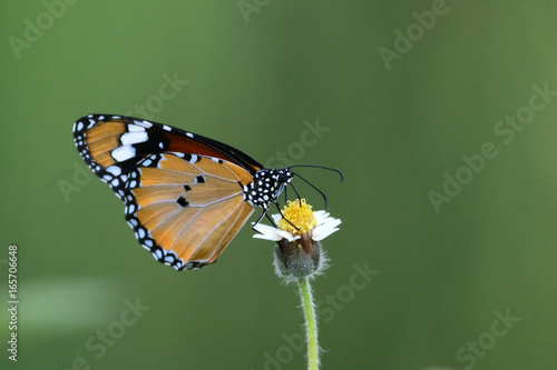 butterfly Common tiger perching on beautiful flower as background