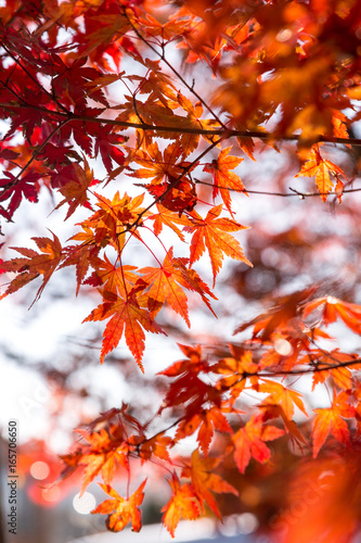 the beautiful autumn color of Japan red maple .leaves on tree, yellow, orange and discoloration in the park, when the leaves change colorful in November, every year