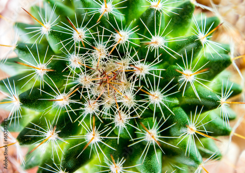 Cactus species Mammillaria on black background