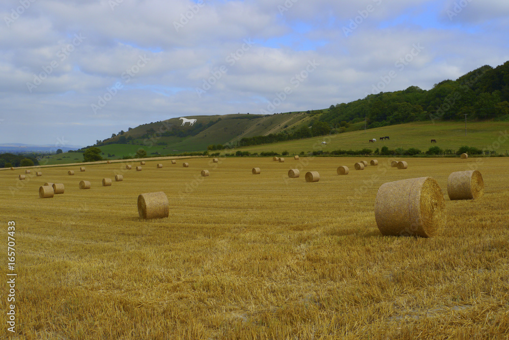 Westbury White Horse.Wiltshire,England