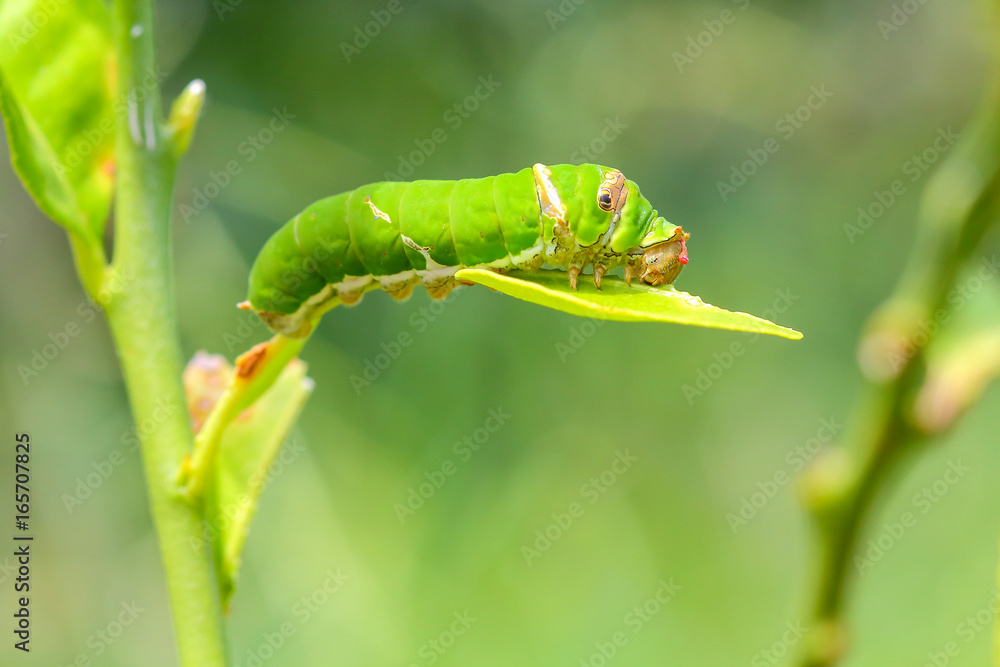 Butterfly caterpillar.