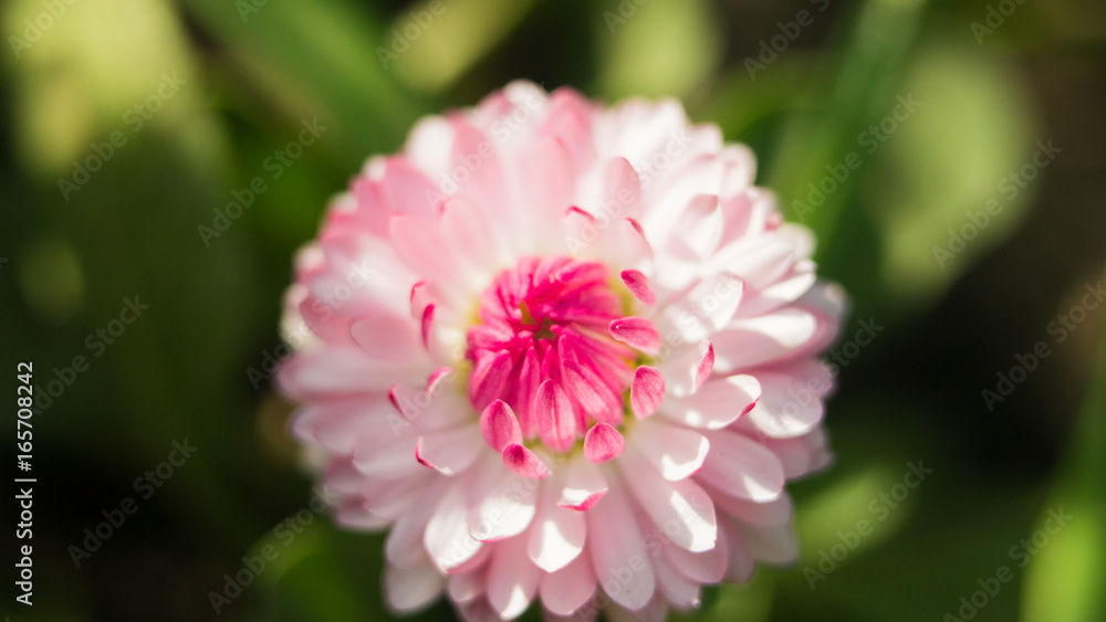 A daisy flower on a green background. One field daisy in the field of gerbera or daisy beautiful pink flowers in the garden with spring bokeh background