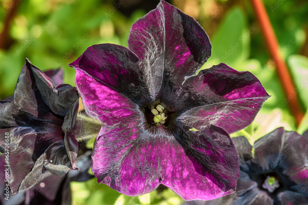 Naklejka premium Black petunia flowers