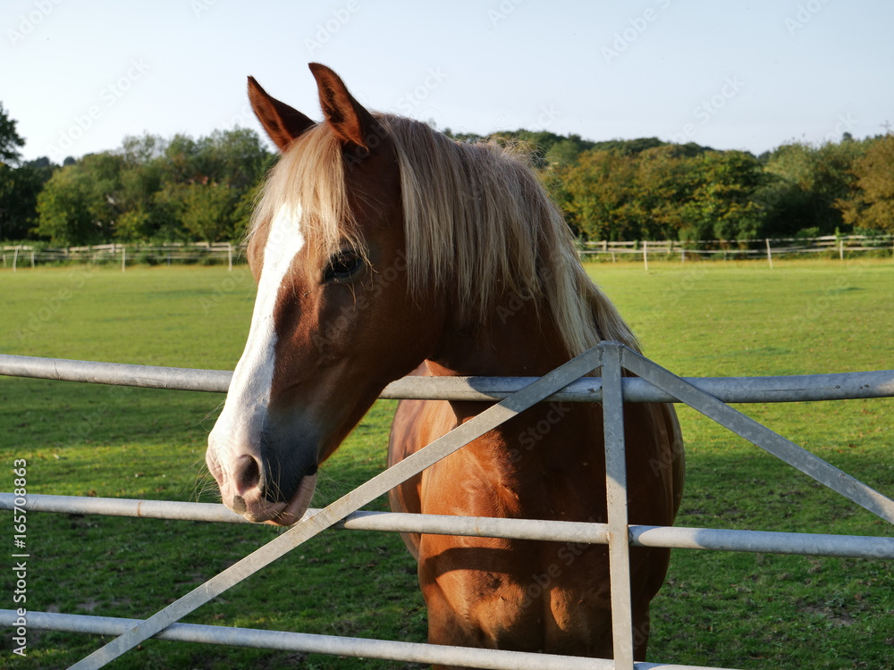 Fototapeta premium brown and white horse behind fence in field during golden hour