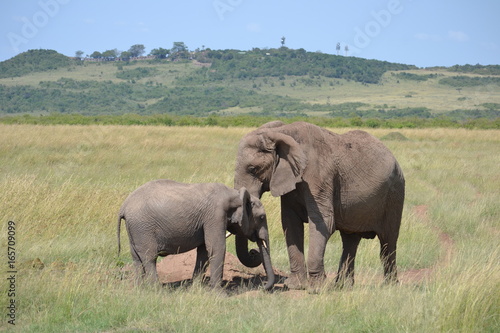 Elephant mother and calf in Kenya