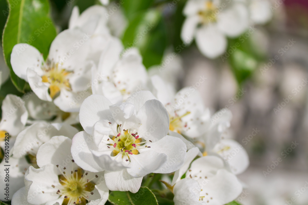 Pear flowers on a blurred background Pear flowers on a blurred background