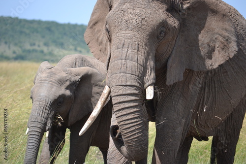 Elephant mother and calf in Kenya