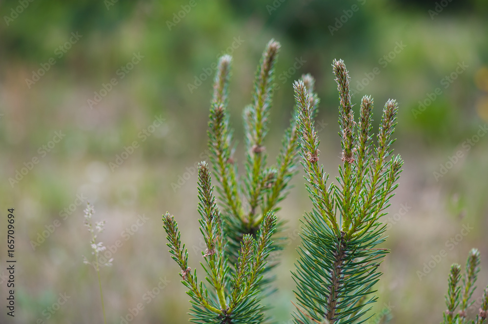 Young coniferous trees