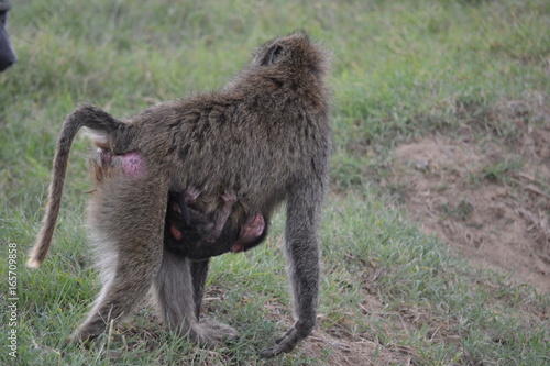 Baby baboon clinging to mother in Kenya