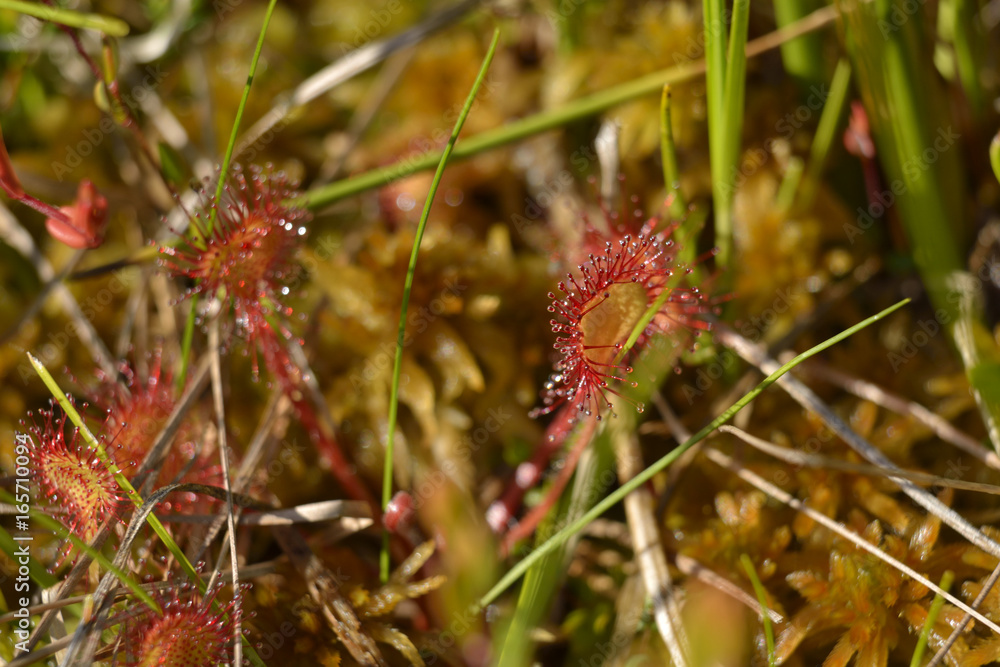 Wild sundew