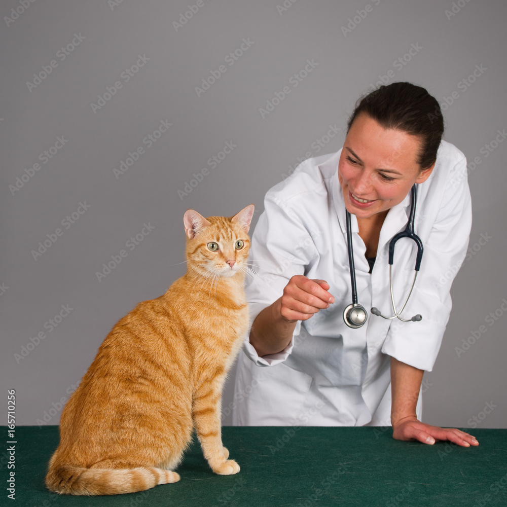 Sitting ginger cat with veterinarian (1x1) Sitting ginger cat with veterinarian (1x1)