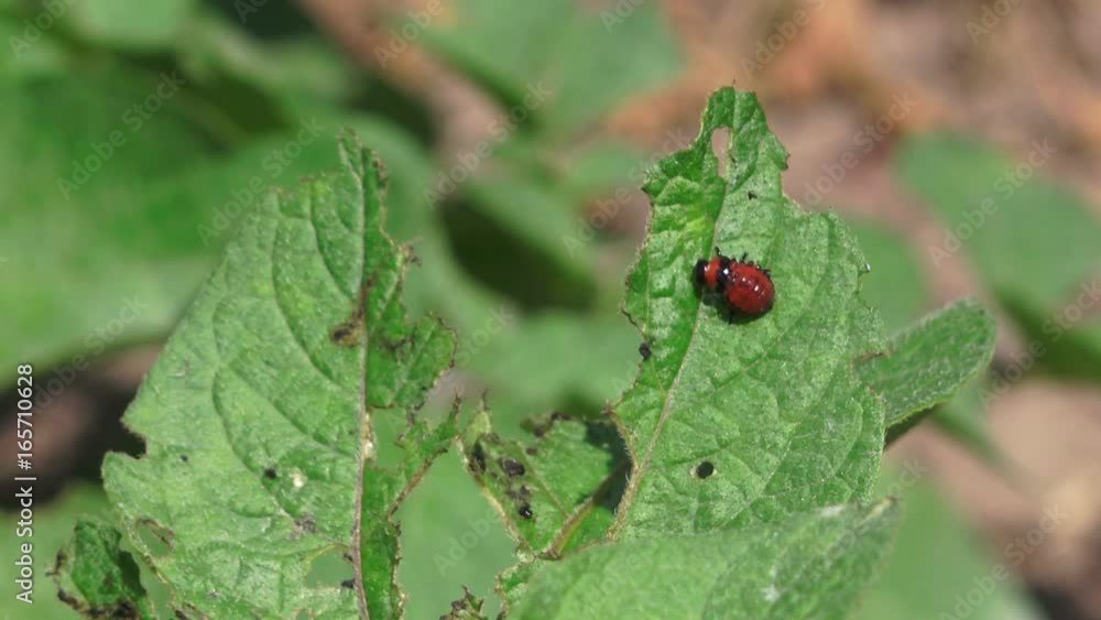 Red larva of the Colorado potato beetle bug is eating potato plant leaves in organic vegetable garden Red larva of the Colorado potato beetle bug is eating potato plant leaves in organic vegetable garden