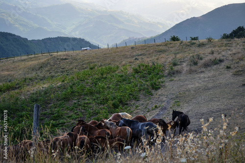 A herd of horses on a high mountain pasture