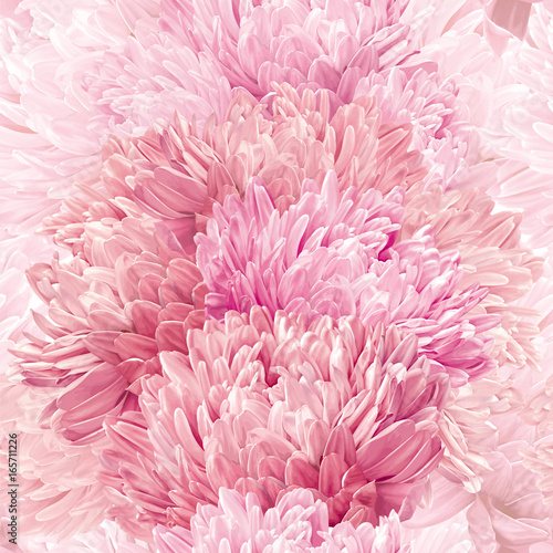 Asters and Chrysanthemum seamless vector background  pattern